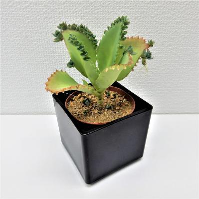 【最大20％OFF】ゆうゆうtime編集部おすすめのかわいい植木鉢や観葉植物がAmazonタイムセールに登場！（サムネイル画像3）