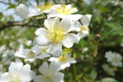 花が美しいだけじゃない！ローズヒップも楽しめるバラの種類と育て方のコツ【ガーデニング】（サムネイル画像5）