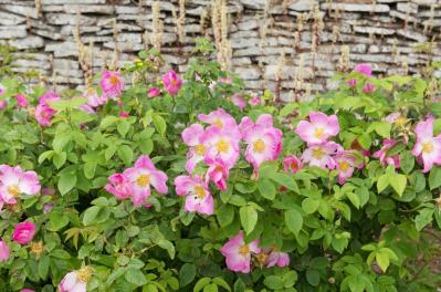 花が美しいだけじゃない！ローズヒップも楽しめるバラの種類と育て方のコツ【ガーデニング】（サムネイル画像6）