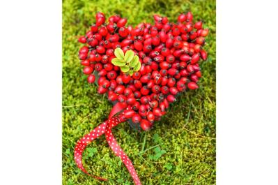 花が美しいだけじゃない！ローズヒップも楽しめるバラの種類と育て方のコツ【ガーデニング】（サムネイル画像7）