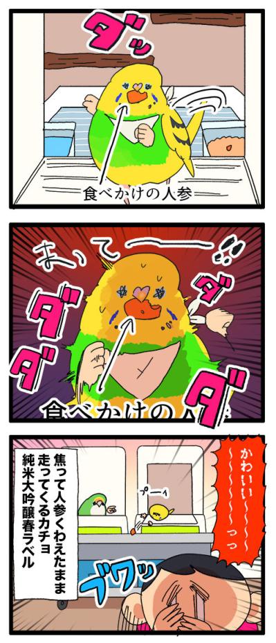 セキセイインコが人参くわえて走る姿に胸キュン＆発情期エピソードも【鳥マンガ #159】（サムネイル画像5）