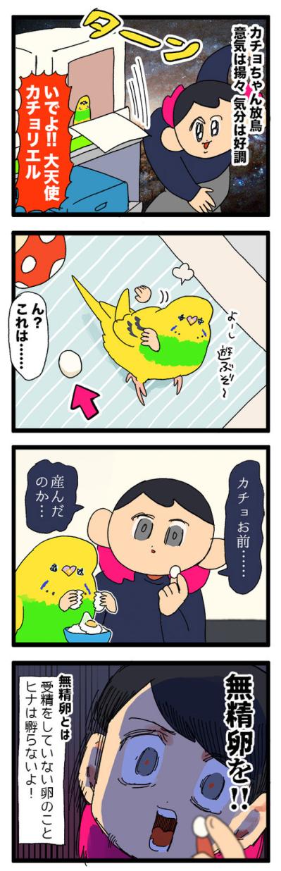 セキセイインコのカチョ、ついに産卵！？発情対策のコツも公開！【鳥マンガ #158】（サムネイル画像4）