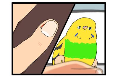 「インコが急所を狙う！」これもあるある？飼い主泣かせのカチョリエルとは【鳥マンガ #160】