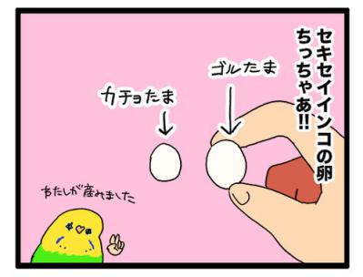 セキセイインコのカチョ、ついに産卵！？発情対策のコツも公開！【鳥マンガ #158】（サムネイル画像6）