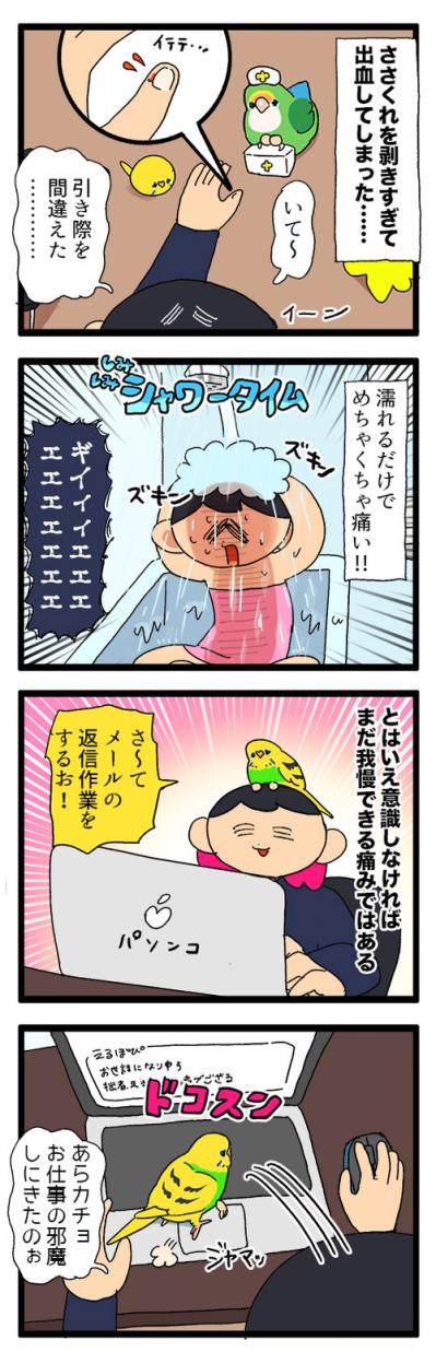 「インコが急所を狙う！」これもあるある？飼い主泣かせのカチョリエルとは【鳥マンガ #160】（サムネイル画像4）
