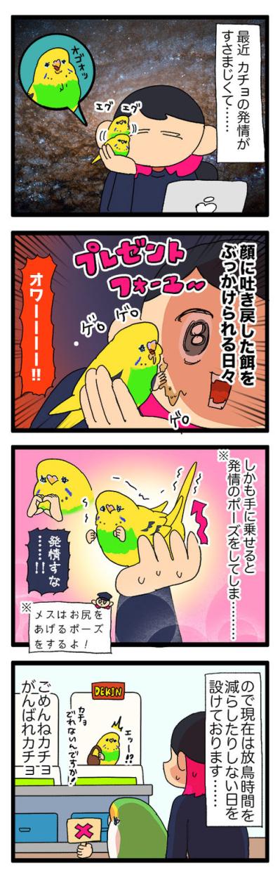 セキセイインコが人参くわえて走る姿に胸キュン＆発情期エピソードも【鳥マンガ #159】（サムネイル画像6）