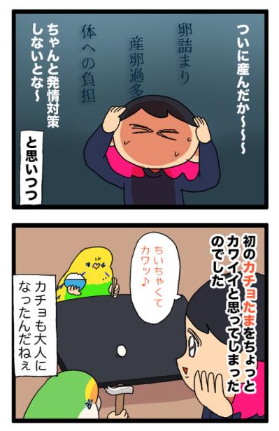 セキセイインコのカチョ、ついに産卵！？発情対策のコツも公開！【鳥マンガ #158】（サムネイル画像5）