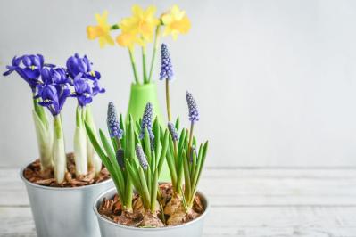 植えっぱなしで翌年も咲く！秋植えの小さな球根［8選］でガーデニングがもっと楽しくなる（サムネイル画像21）