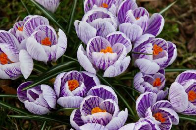 植えっぱなしで翌年も咲く！秋植えの小さな球根［8選］でガーデニングがもっと楽しくなる（サムネイル画像16）