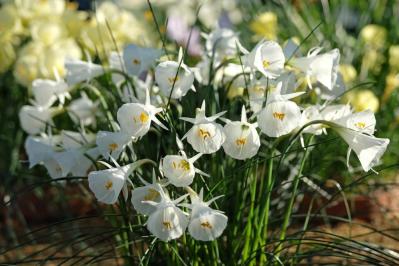 植えっぱなしで翌年も咲く！秋植えの小さな球根［8選］でガーデニングがもっと楽しくなる（サムネイル画像18）