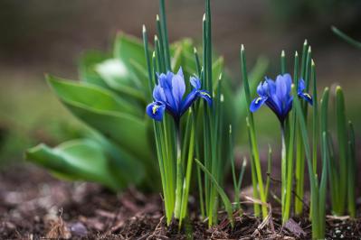 植えっぱなしで翌年も咲く！秋植えの小さな球根［8選］でガーデニングがもっと楽しくなる（サムネイル画像8）