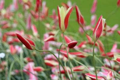 植えっぱなしで翌年も咲く！秋植えの小さな球根［8選］でガーデニングがもっと楽しくなる（サムネイル画像2）