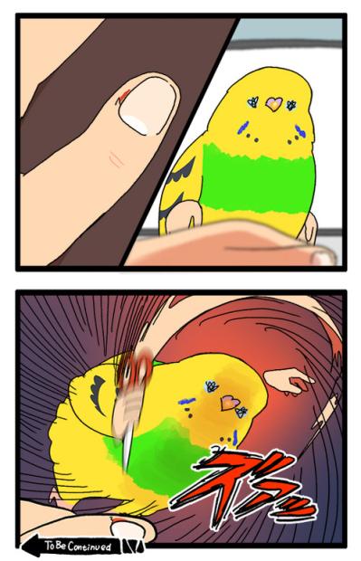「インコが急所を狙う！」これもあるある？飼い主泣かせのカチョリエルとは【鳥マンガ #160】（サムネイル画像5）