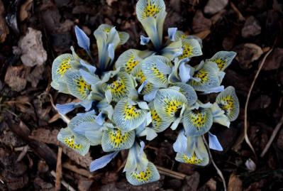 植えっぱなしで翌年も咲く！秋植えの小さな球根［8選］でガーデニングがもっと楽しくなる（サムネイル画像9）