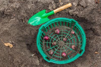 植えっぱなしで翌年も咲く！秋植えの小さな球根［8選］でガーデニングがもっと楽しくなる（サムネイル画像24）