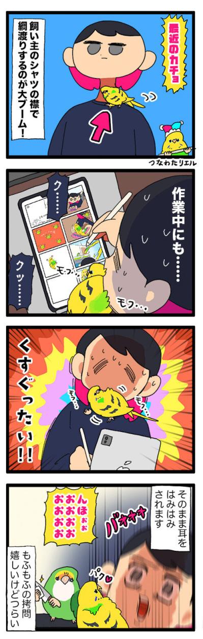 セキセイインコのカチョと味付け海苔の意外な関係とは？【鳥マンガ #157】（サムネイル画像6）