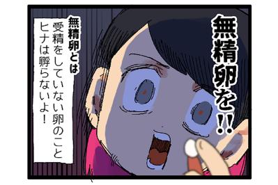 セキセイインコのカチョ、ついに産卵！？発情対策のコツも公開！【鳥マンガ #158】