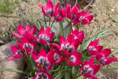 植えっぱなしで翌年も咲く！秋植えの小さな球根［8選］でガーデニングがもっと楽しくなる（サムネイル画像6）