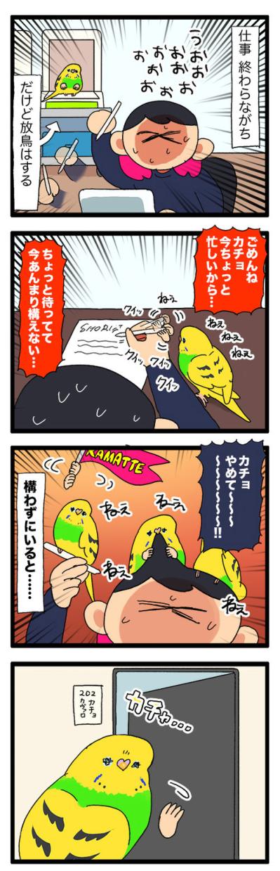 かまってもらえなくて落ち込むセキセイインコ・カチョがとった行動に胸キュン！【鳥マンガ #156】（サムネイル画像6）