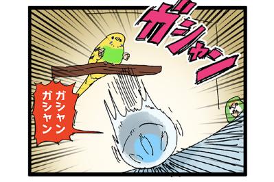 かまってもらえなくて落ち込むセキセイインコ・カチョがとった行動に胸キュン！【鳥マンガ #156】