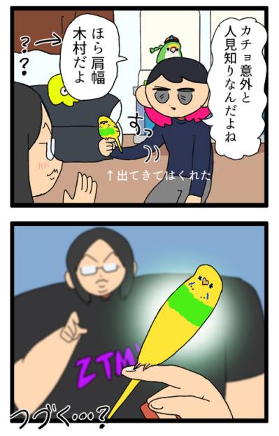 「インコが急所を狙う！」これもあるある？飼い主泣かせのカチョリエルとは【鳥マンガ #160】（サムネイル画像7）