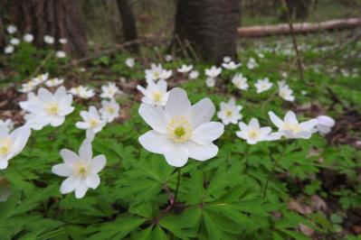 植えっぱなしで翌年も咲く！秋植えの小さな球根［8選］でガーデニングがもっと楽しくなる（サムネイル画像14）