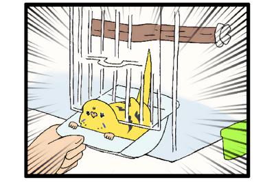 飼い主感動！換毛期のセキセイインコの葛藤がかわいすぎる【鳥マンガ #162】
