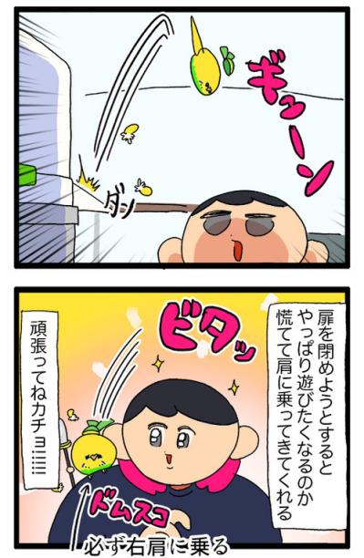 飼い主感動！換毛期のセキセイインコの葛藤がかわいすぎる【鳥マンガ #162】（サムネイル画像5）