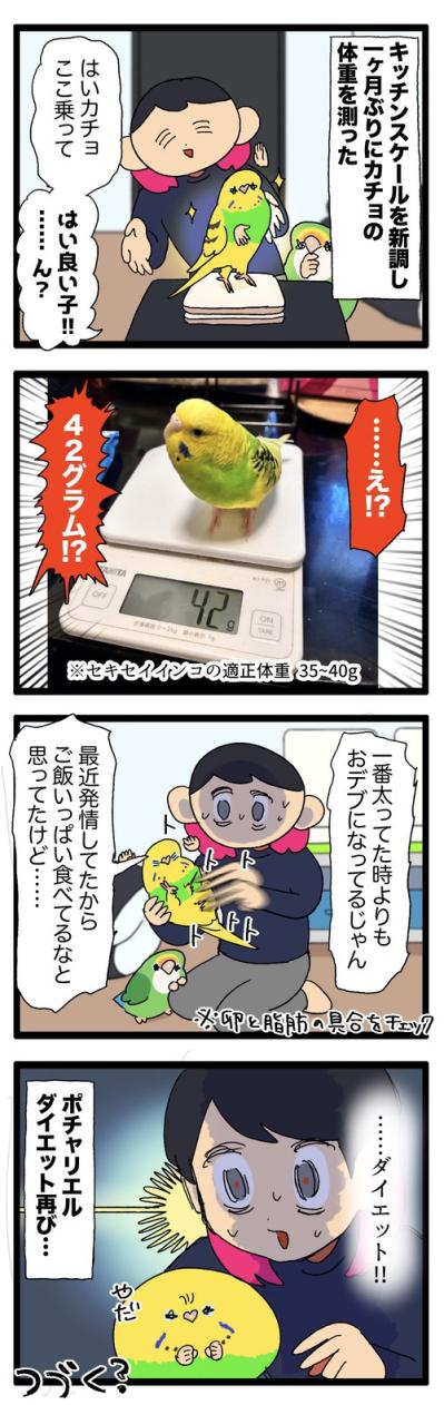 ダイエット再びの危機！？セキセイインコの体重管理が難しい【鳥マンガ #161】（サムネイル画像4）