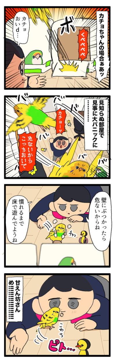 飼い主の引っ越し。セキセイインコのカチョの反応は？【鳥マンガ #163】（サムネイル画像5）