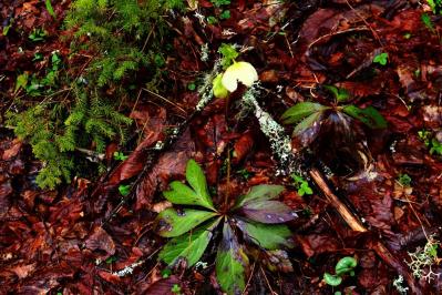 多年草（宿根草）の冬支度！これだけはやっておきたい、春を迎えるための庭仕事（サムネイル画像10）