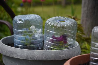 多年草（宿根草）の冬支度！これだけはやっておきたい、春を迎えるための庭仕事（サムネイル画像6）