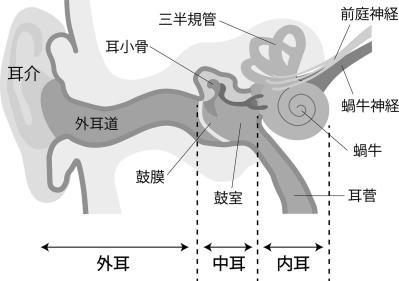 【耳の老化チェック】1つでも当てはまれば耳のトラブルに発展する可能性あり!?（サムネイル画像3）