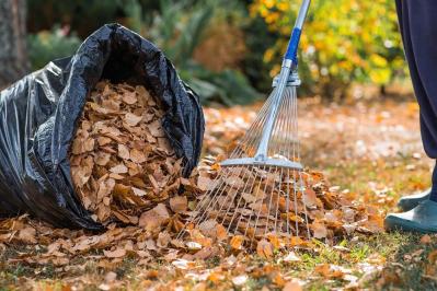 多年草（宿根草）の冬支度！これだけはやっておきたい、春を迎えるための庭仕事（サムネイル画像13）