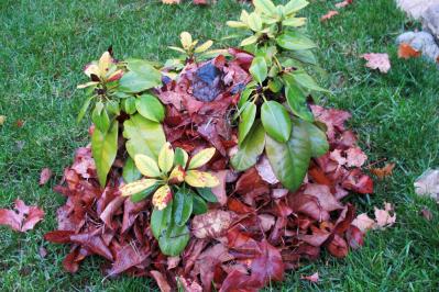 多年草（宿根草）の冬支度！これだけはやっておきたい、春を迎えるための庭仕事（サムネイル画像8）