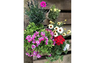 ゆうゆうtime編集部おすすめのプランターや苗も【最大23％OFF】Amazonブラックフライデーセールでガーデニングがすぐ楽しめる♪（サムネイル画像2）