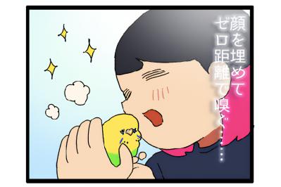 飼い主の引っ越し。セキセイインコのカチョの反応は？【鳥マンガ #163】