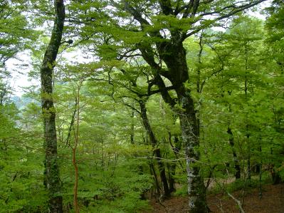 林業から生まれた森の枝リードディフューザー（クロモジ）（サムネイル画像5）