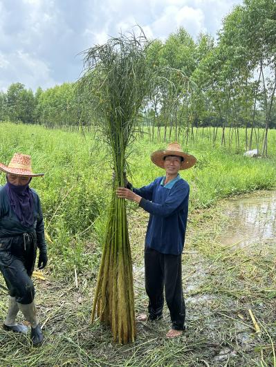 ソラの木から作られたポプリ＆フレグランスミストセット（サムネイル画像4）