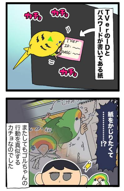 先輩インコの真似をしたカチョリエル。なかなかうまくいかない姿もかわいい【鳥マンガ #166】（サムネイル画像6）