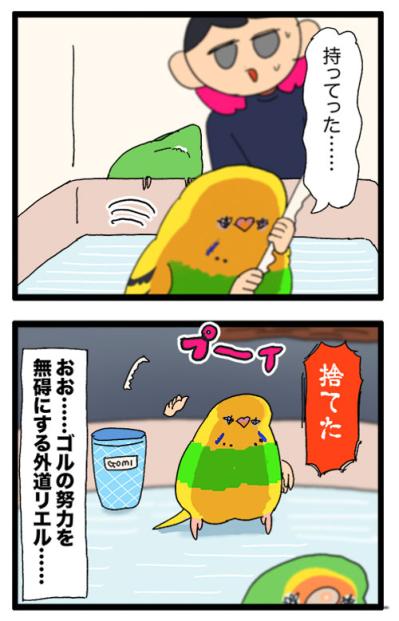 先輩女帝ゴルちゃんの努力を片っ端から無に帰す後輩インコ・カチョ【鳥マンガ #168】（サムネイル画像7）