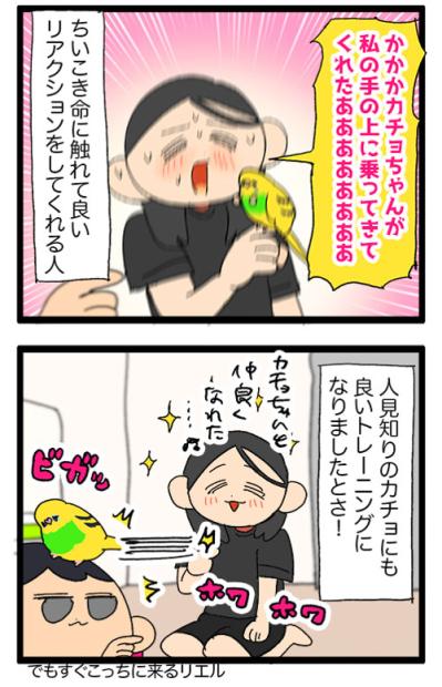 先輩女帝ゴルちゃんの努力を片っ端から無に帰す後輩インコ・カチョ【鳥マンガ #168】（サムネイル画像5）