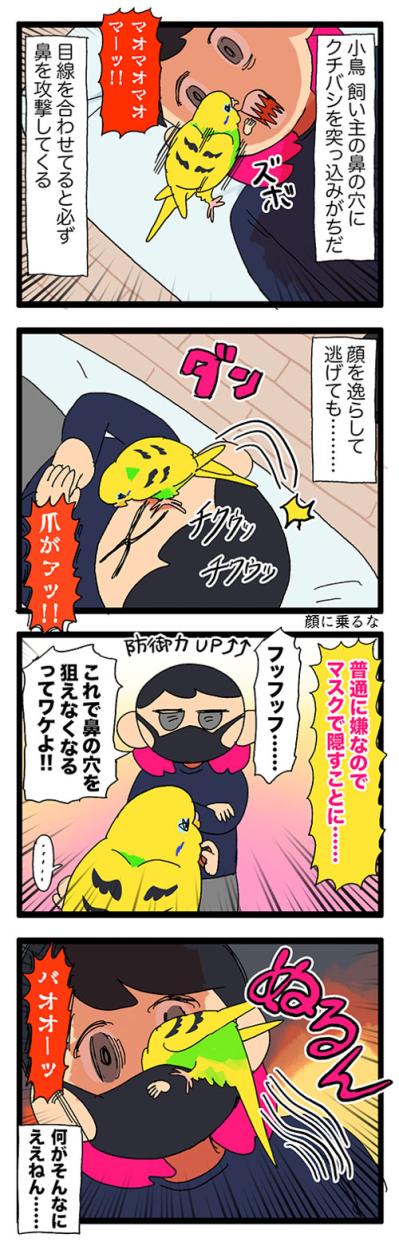 なぜ？セキセイインコのカチョが好きな飼い主の体の部位はまさかの…【鳥マンガ #165】（サムネイル画像6）