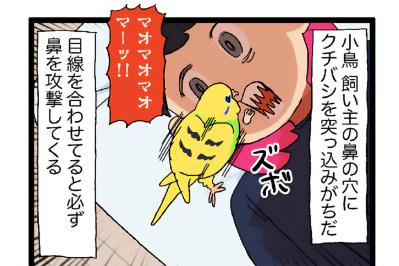 なぜ？セキセイインコのカチョが好きな飼い主の体の部位はまさかの…【鳥マンガ #165】（サムネイル画像）