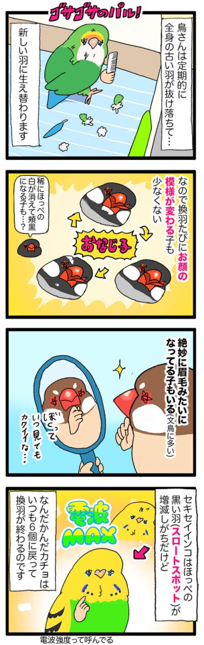 先輩インコの真似をしたカチョリエル。なかなかうまくいかない姿もかわいい【鳥マンガ #166】（サムネイル画像7）