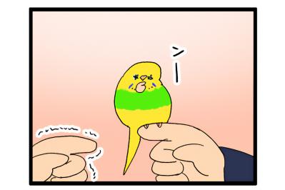 先輩女帝ゴルちゃんの努力を片っ端から無に帰す後輩インコ・カチョ【鳥マンガ #168】（サムネイル画像）