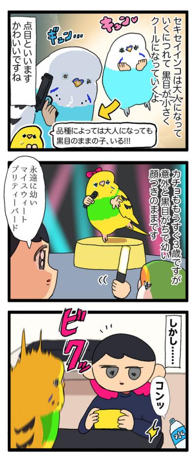 あまりにもセキセイインコすぎてビックリしてしまう！「そうか、大人になったんだね」【鳥マンガ #167】（サムネイル画像6）