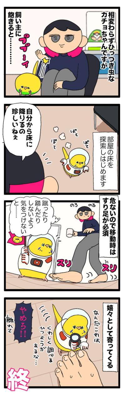 飼い主の右肩が好きなセキセイインコ。飼い主に飽きたら…向かう先は？【鳥マンガ #164】（サムネイル画像5）