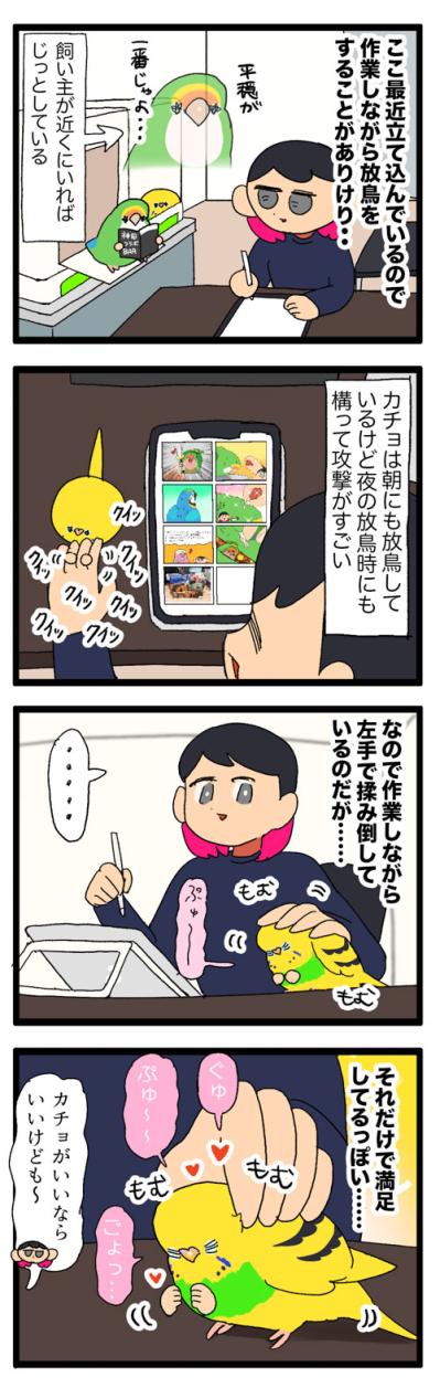 なぜ？セキセイインコのカチョが好きな飼い主の体の部位はまさかの…【鳥マンガ #165】（サムネイル画像4）