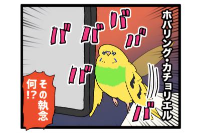 先輩インコの真似をしたカチョリエル。なかなかうまくいかない姿もかわいい【鳥マンガ #166】（サムネイル画像）